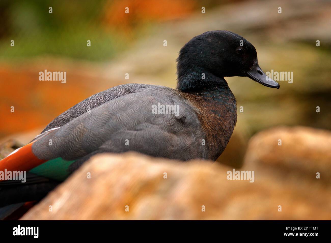 Paradise Shelduck, Tadorna variegata, große Gänseente, die in Neuseeland endemisch ist. Schwarz-braune Ente im natürlichen Lebensraum am Wasser. Gänsehaut Stockfoto