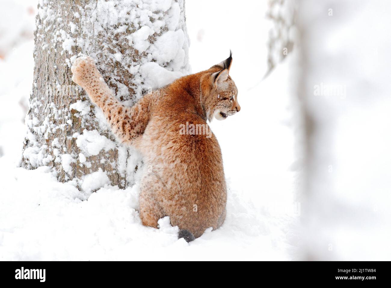 Lynx, Winterwildtier. Niedliche große Katze im Lebensraum, kalter Zustand. Verschneiten Wald mit schönen Tier wilden Luchs, Polen. Eurasischer Luchs Natur laufen, wi Stockfoto