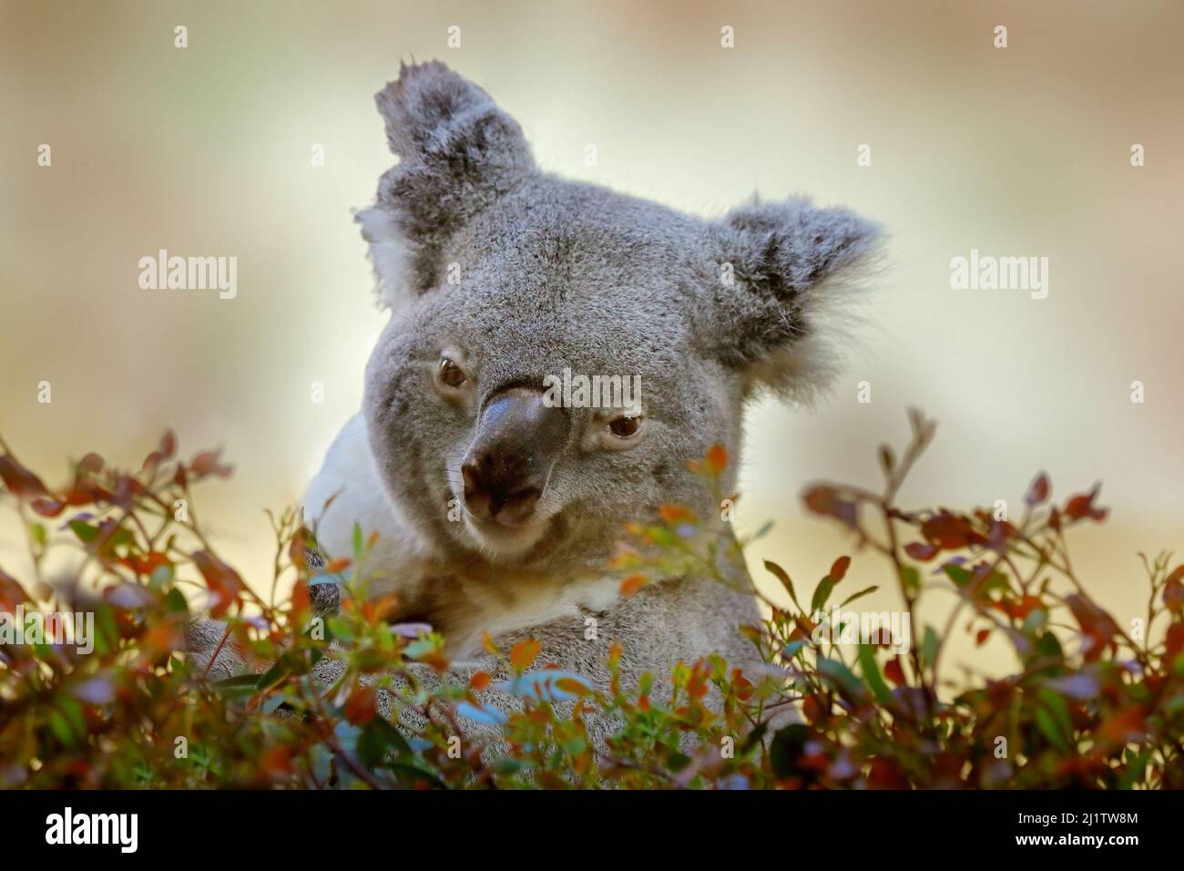 Koala Bär, Phascolarctos cinereus, in der Natur roten Baum Lebensraum. Graues Koala-Detailportrait, Great Koala National Park in Australien. Niedliches Säugetier wi Stockfoto