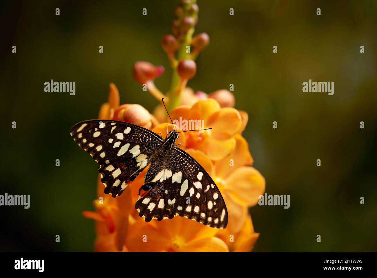 Papilio demoleus ist ein häufiger und weit verbreiteter Schwalbenschwanzschmetterling Stockfoto