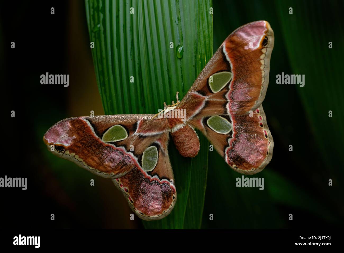 Rothschildia lebeau, Mottenschmetterling aus tropischem Bergwald, Nacht in Yucatan in Mexiko. Schöner Schmetterling, ähnlicher Attacus-Atlas, sitzend auf le Stockfoto