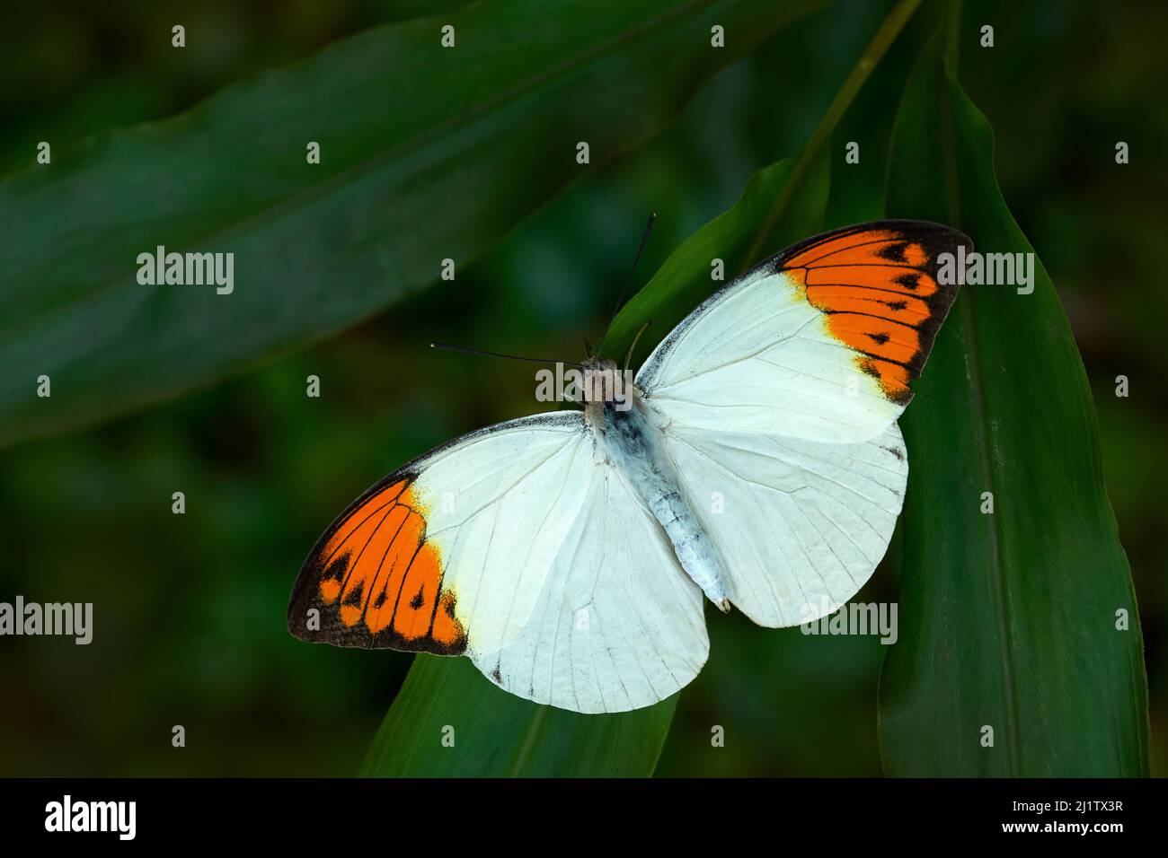 Malaysia Hebomoia glaucippe, Ggret-Orangespitze, Schmetterling aus der Familie Pieridae. Weiß orange butterffly sitzt auf den grünen Blättern. Inse Stockfoto