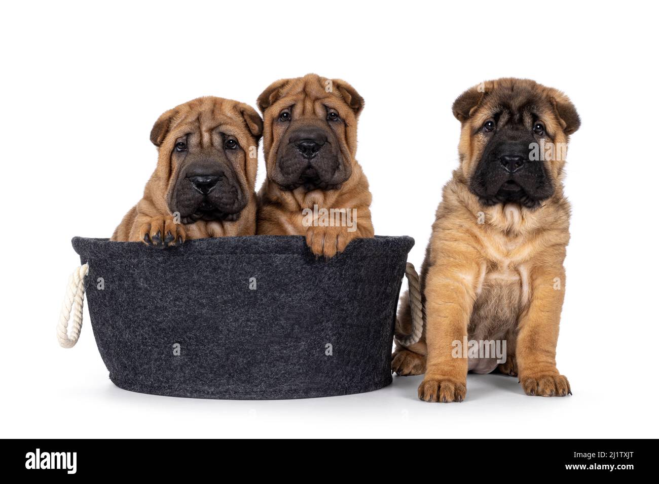 Drei entzückende Shar-pei Hundewelpen, zwei sitzen innen und einer sitzt neben einem grauen Filzkorb. Blick direkt auf die Kamera. Isoliert auf weißem Hintergrund Stockfoto