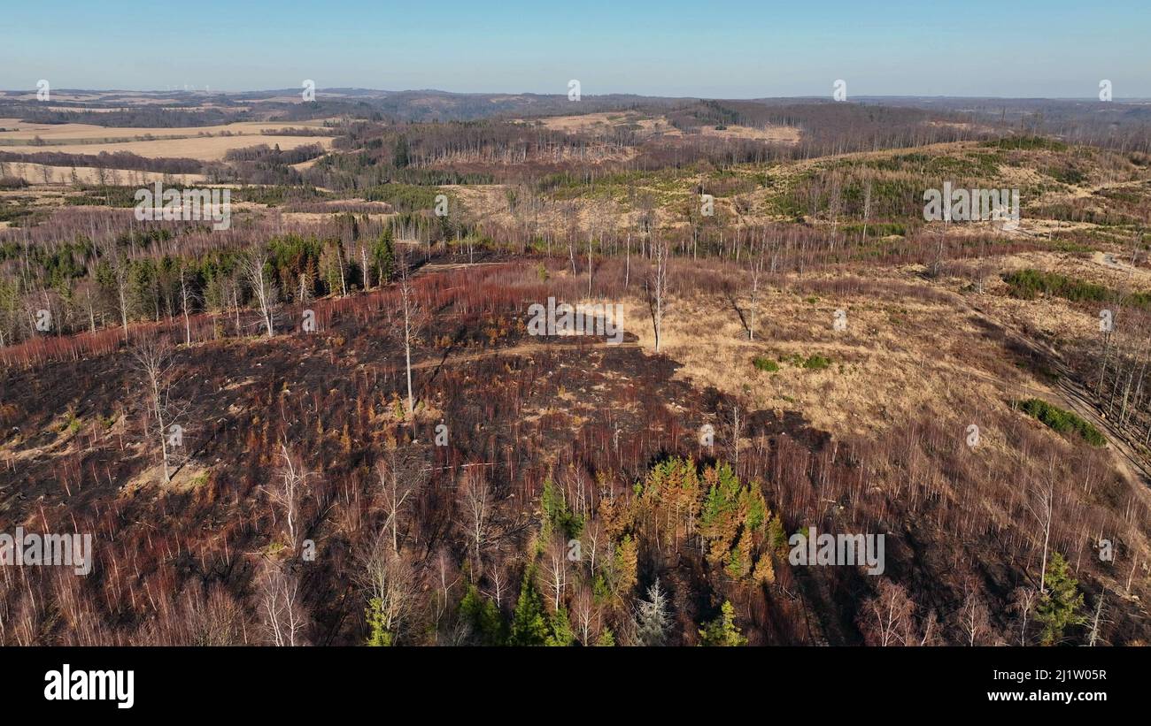 Wald nach Feuer Flamme Drohne Luftbild wilde Dürre trockene schwarze Erde Boden Vegetation stehen grün Naturkatastrophe niedergebrannt Bäume Barkenkäfer Stockfoto