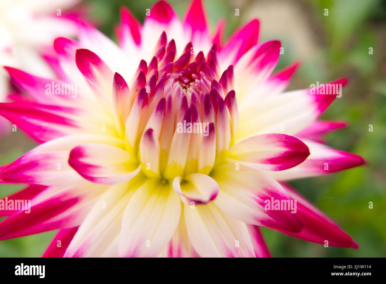 Nahaufnahme der cremefarbenen und rosa-violetten Blume des Halbkaktus Dahlia Match. Konzentrieren Sie sich auf das Zentrum. Kurze Schärfentiefe, sodass die äußeren Blütenblätter verschwommen sind. Stockfoto
