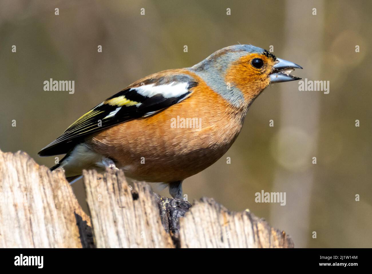 Gemeinsamen Buchfinken (Fringilla Coelebs) Stockfoto