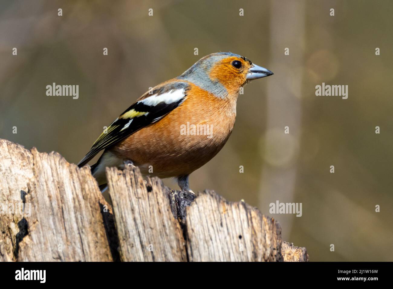 Gemeinsamen Buchfinken (Fringilla Coelebs) Stockfoto