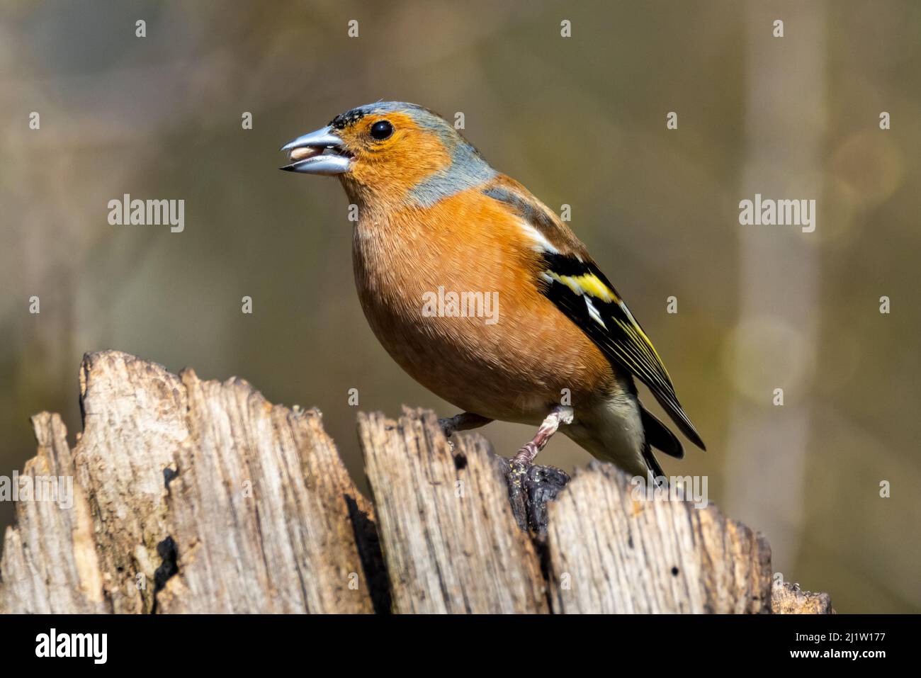 Gemeinsamen Buchfinken (Fringilla Coelebs) Stockfoto