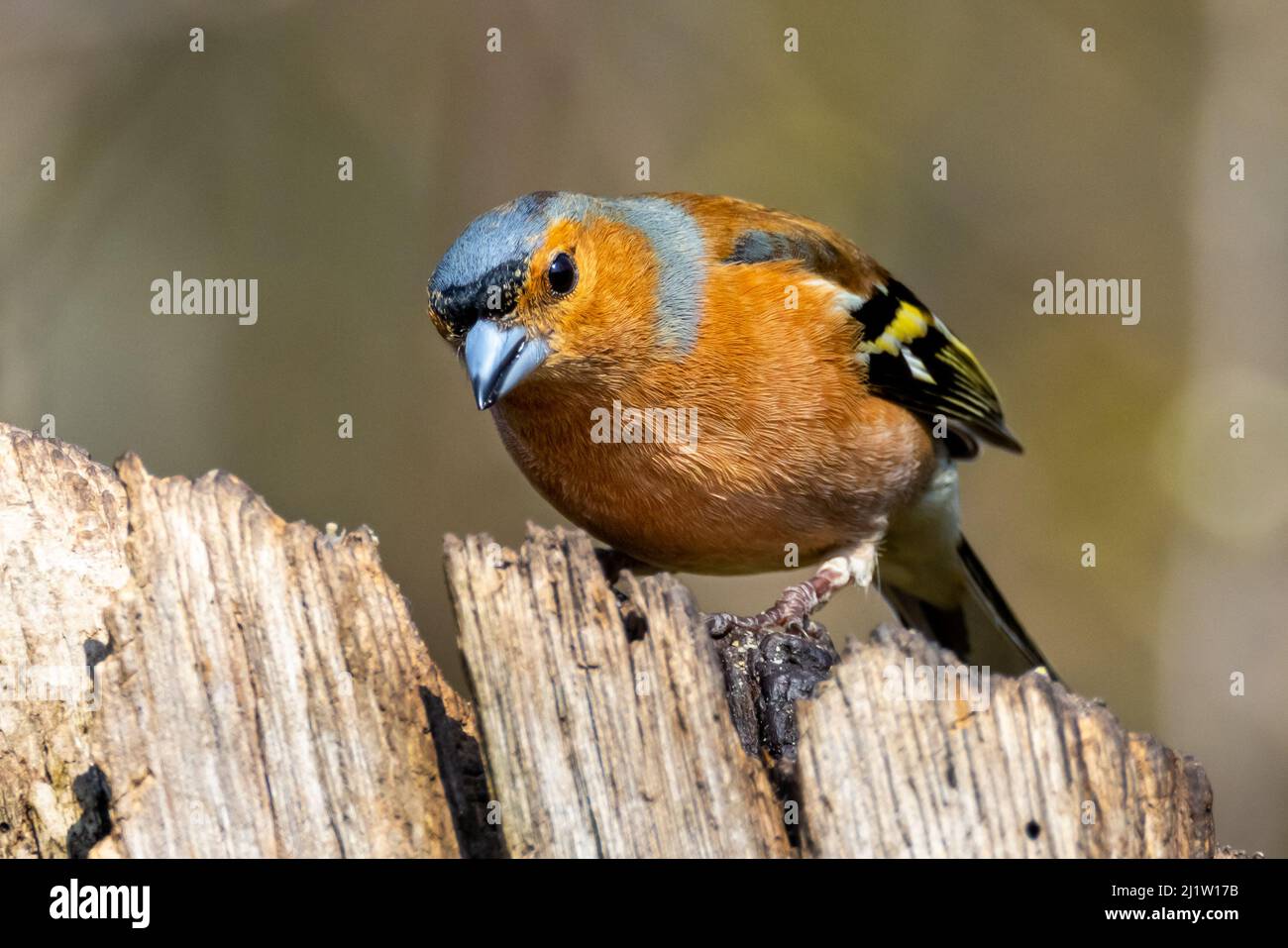 Gemeinsamen Buchfinken (Fringilla Coelebs) Stockfoto