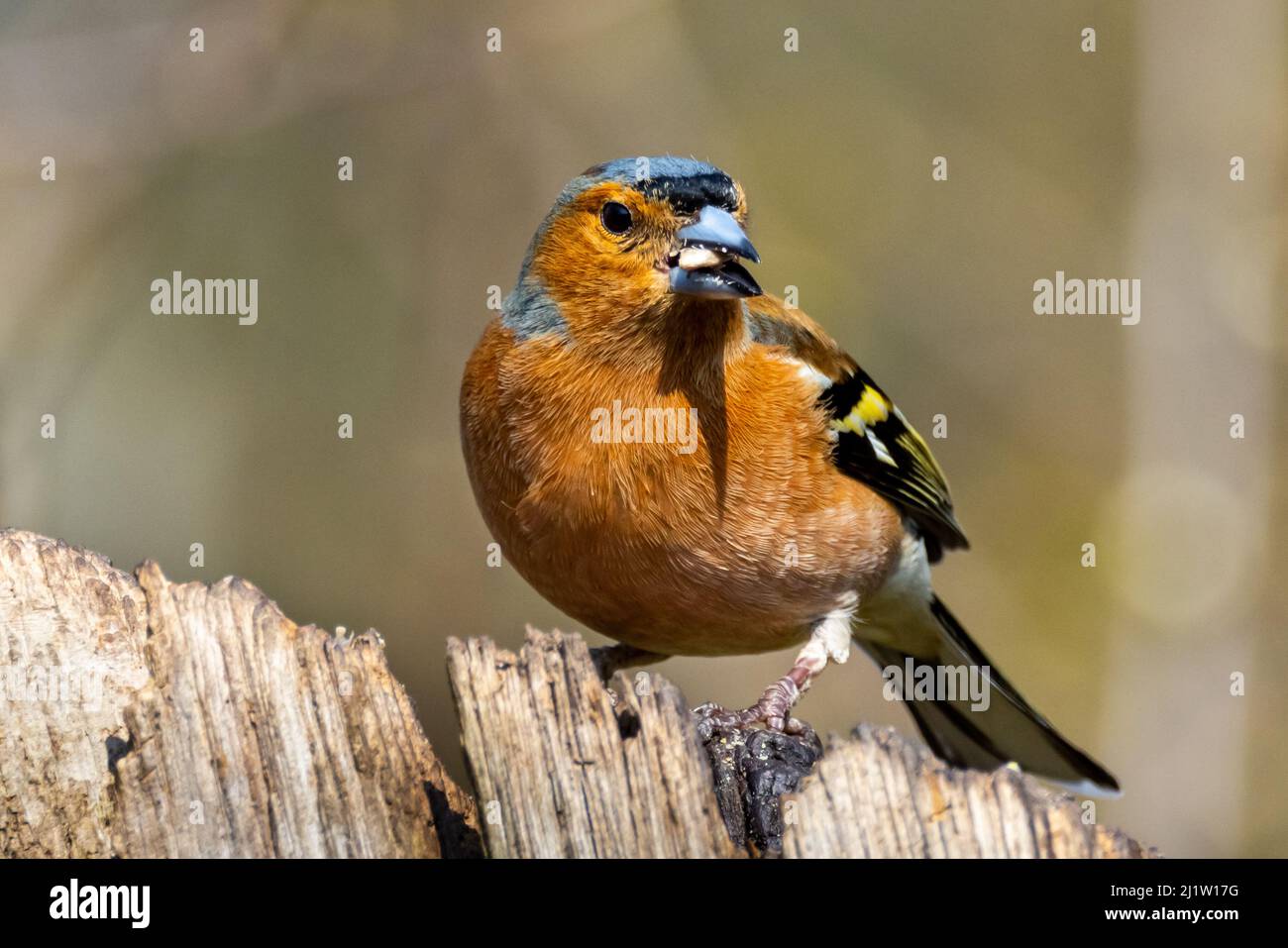Gemeinsamen Buchfinken (Fringilla Coelebs) Stockfoto