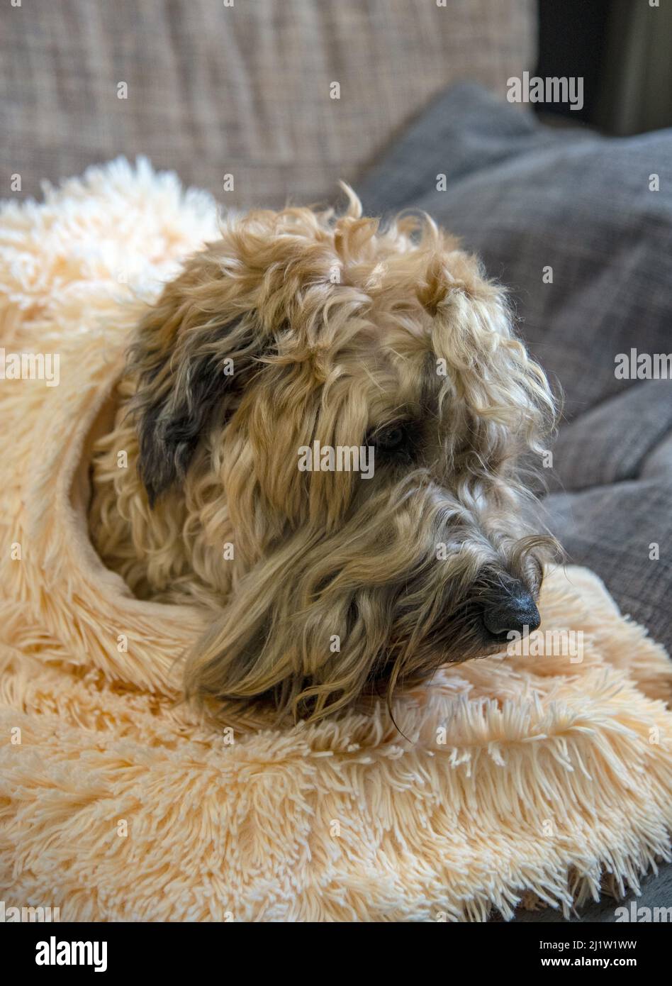 Ein rothaariger, zotteliger Hund liegt auf dem Sofa auf Kissen. Stockfoto