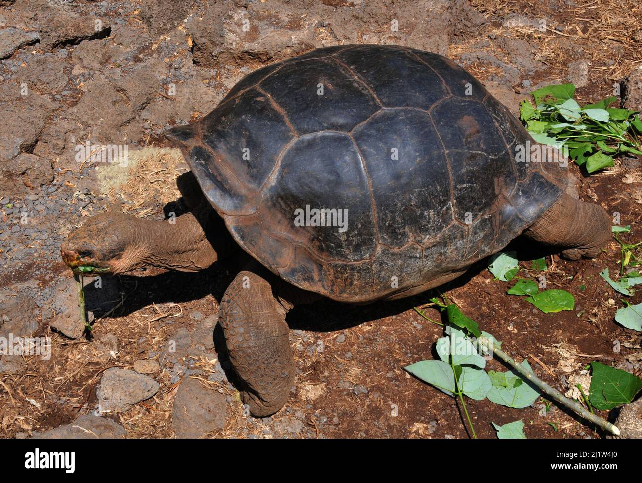 Riesenschildkröte, Charles Darwin Research Station, Puerto Ayora, Santa Cruz Island, Galapagos, Ecuador Stockfoto