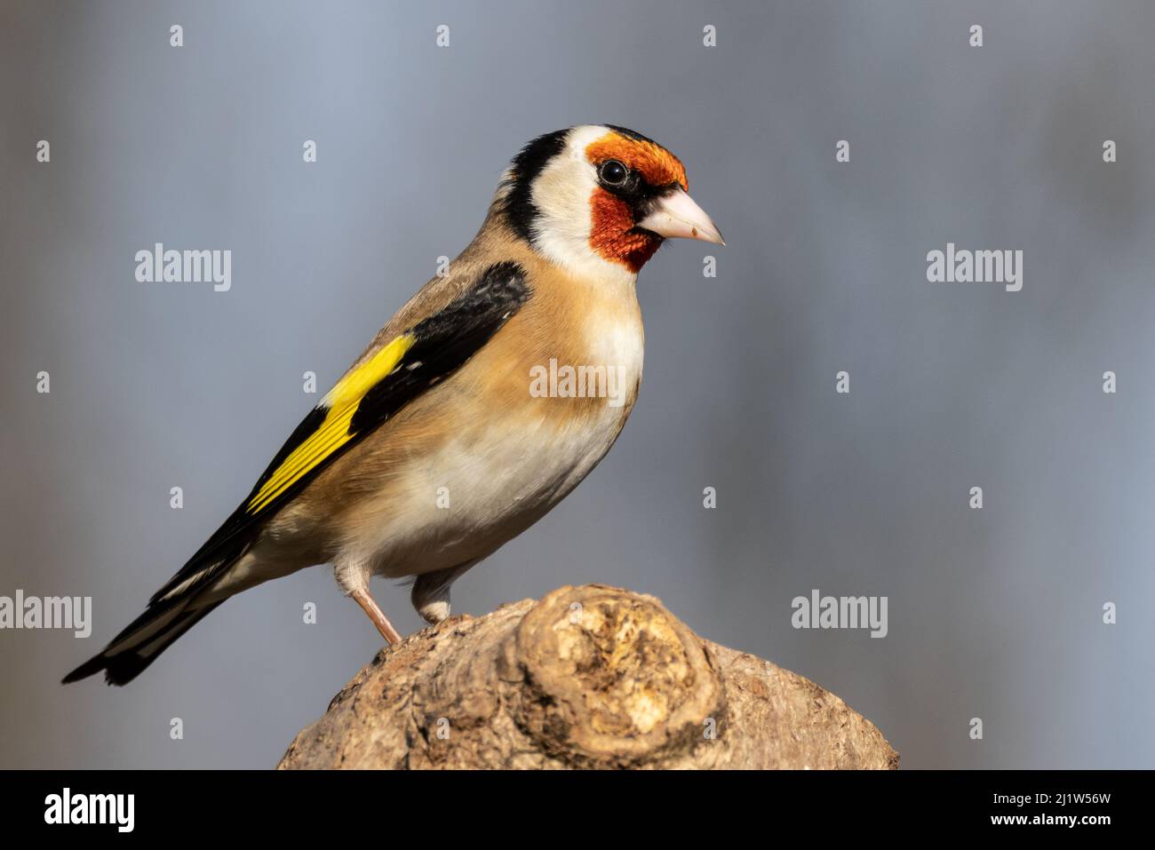 Erwachsener Goldfink (Carduelis carduelis) Stockfoto