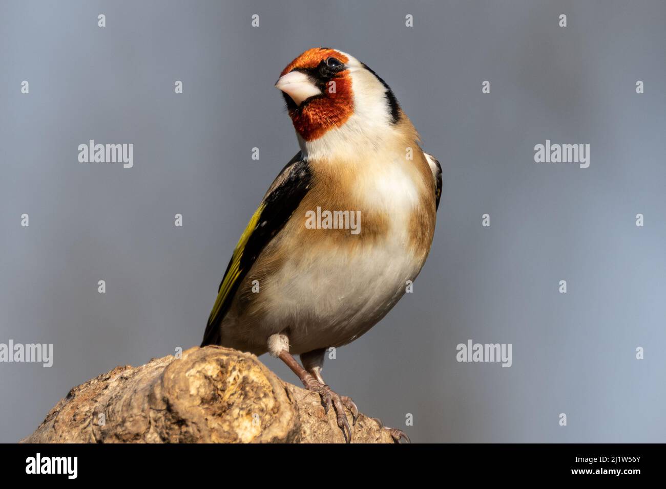 Erwachsener Goldfink (Carduelis carduelis) Stockfoto