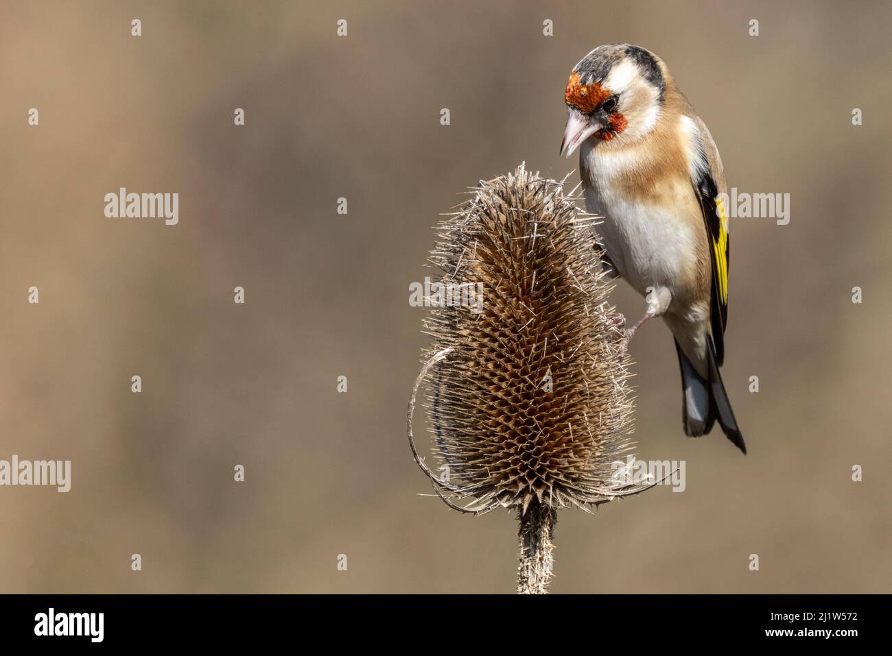 Erwachsener Goldfink (Carduelis carduelis) Stockfoto