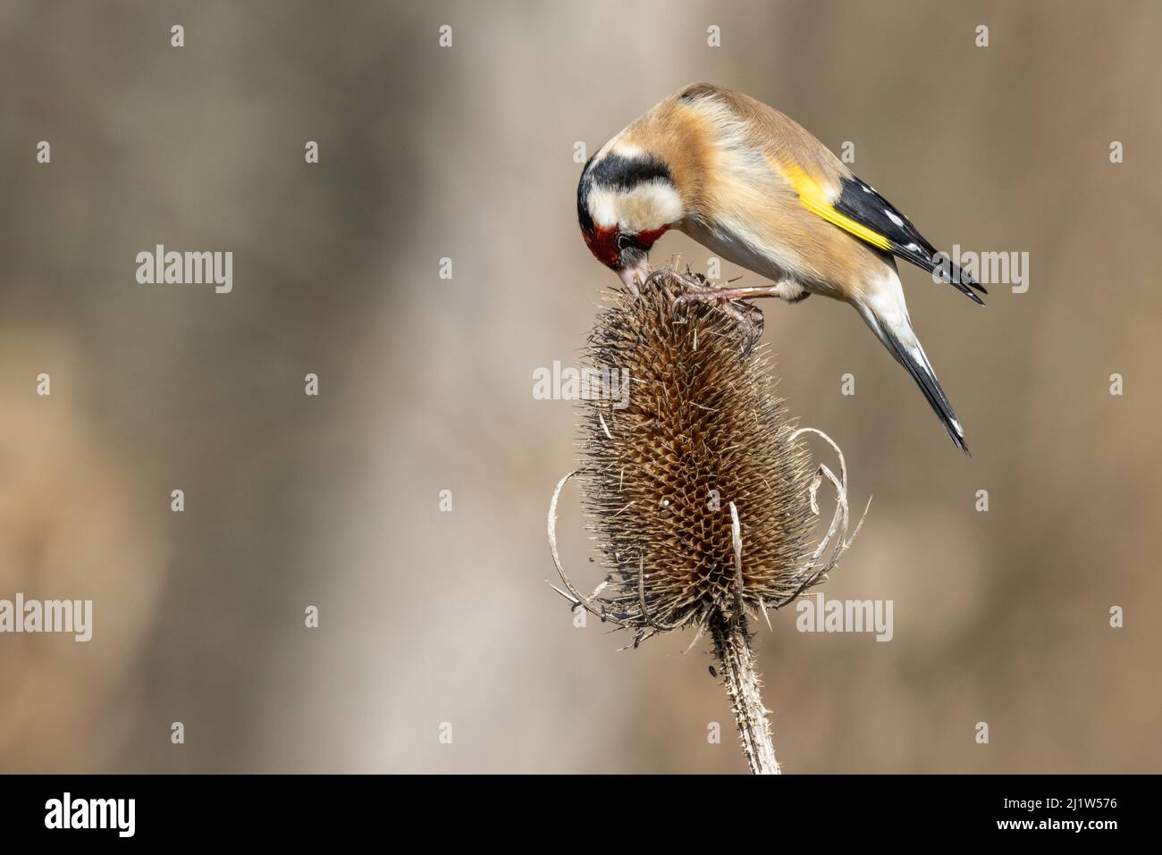 Erwachsener Goldfink (Carduelis carduelis) Stockfoto