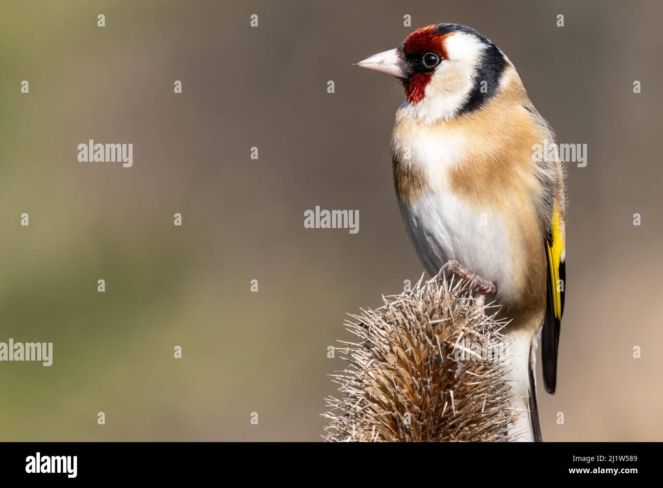 Erwachsener Goldfink (Carduelis carduelis) Stockfoto
