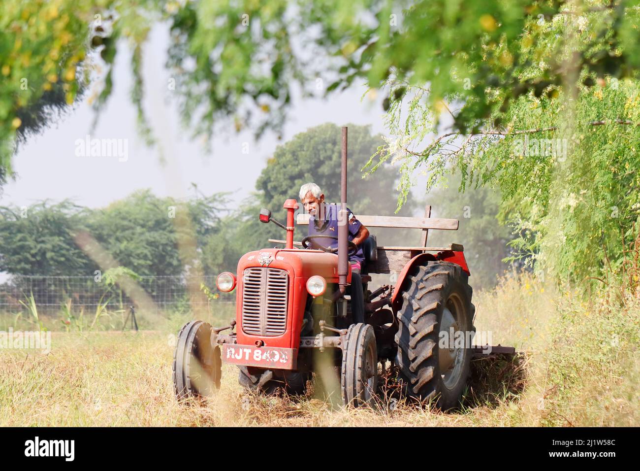 Pali Rajasthan, Indien. November 04 ,2021.ein indischer älterer Landwirt pflügt das Feld mit einem Traktor Pflug Stockfoto