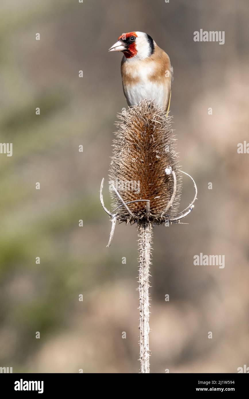 Erwachsener Goldfink (Carduelis carduelis) Stockfoto