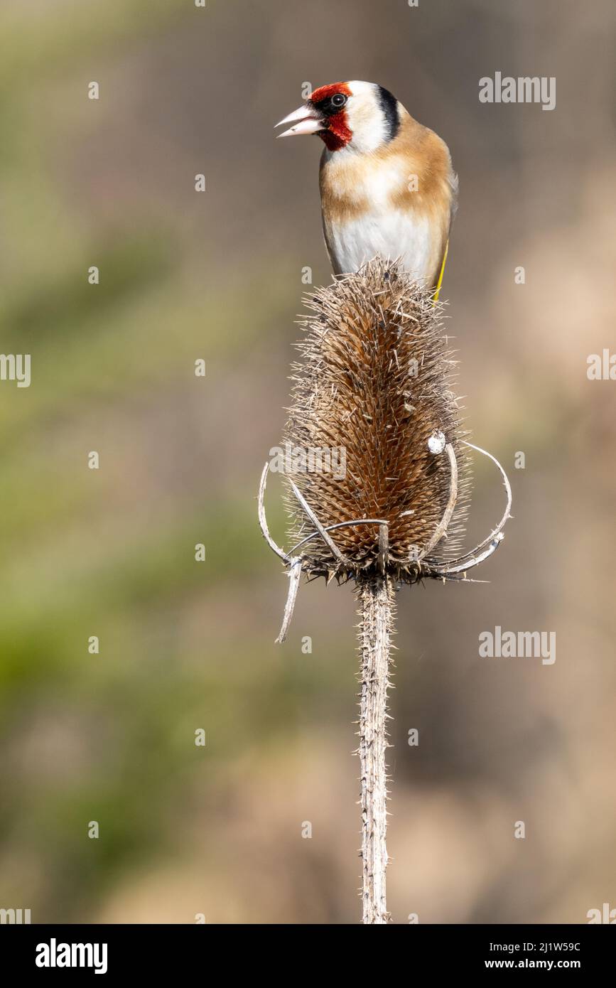 Erwachsener Goldfink (Carduelis carduelis) Stockfoto