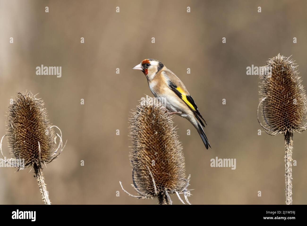 Erwachsener Goldfink (Carduelis carduelis) Stockfoto