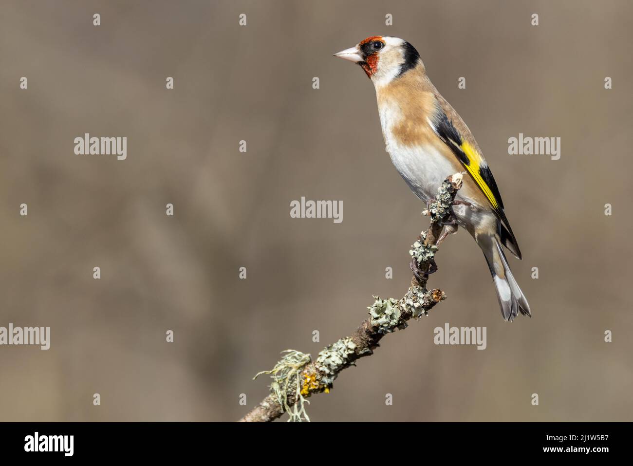 Erwachsener Goldfink (Carduelis carduelis) Stockfoto