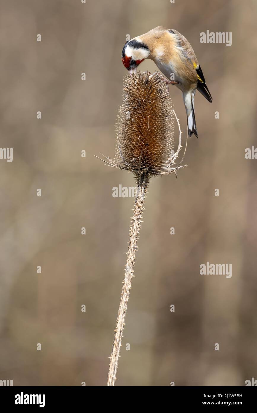 Erwachsener Goldfink (Carduelis carduelis) Stockfoto