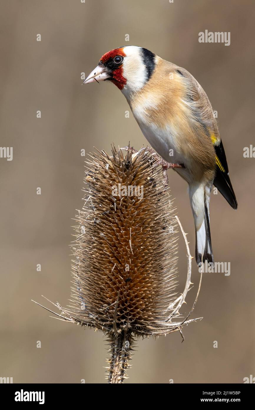 Erwachsener Goldfink (Carduelis carduelis) Stockfoto