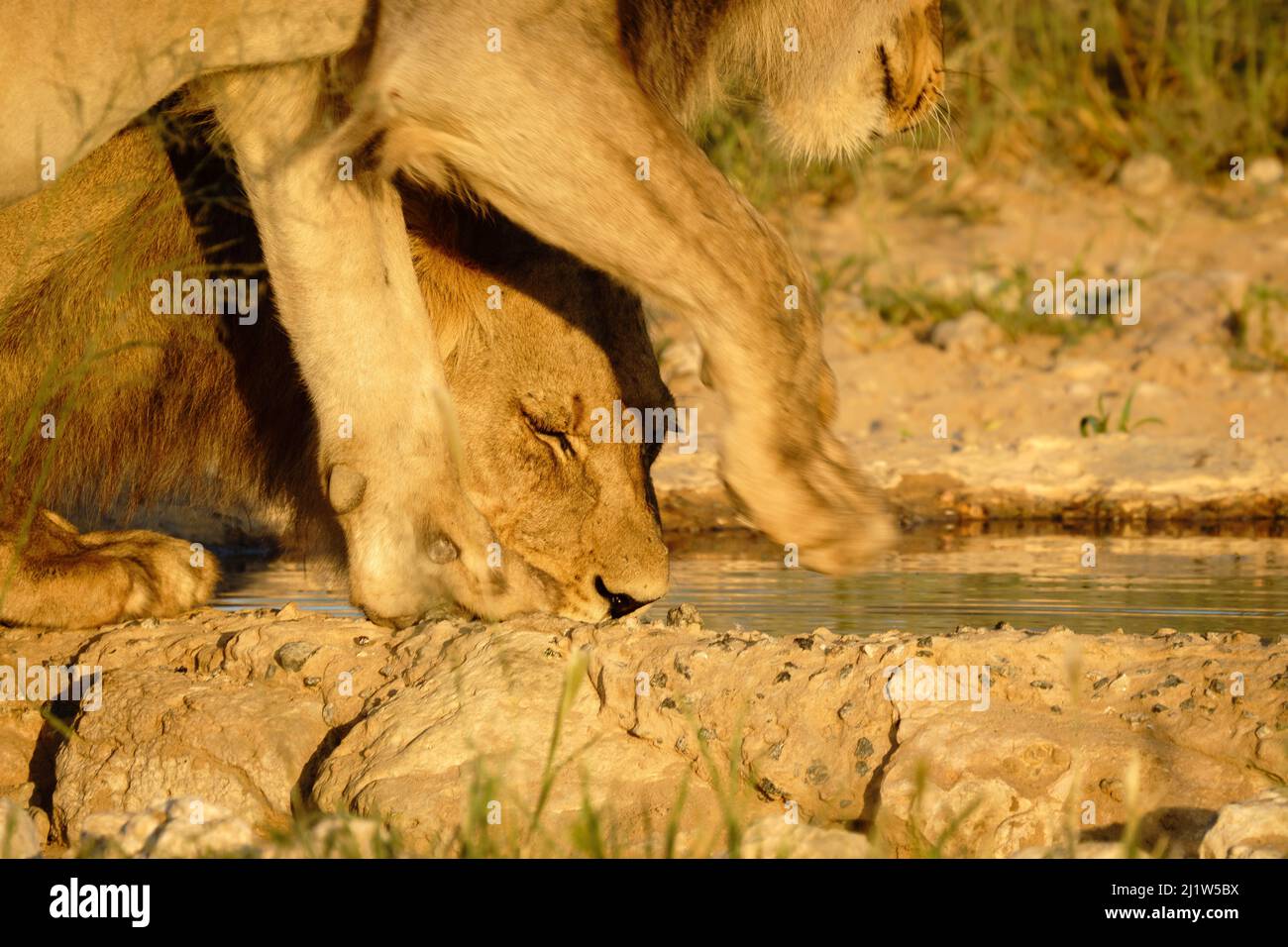 Lion (Panthera leo) trinkt am Wasserloch. Kalahari, Kgalagadi Transfrontier Park, Südafrika Stockfoto