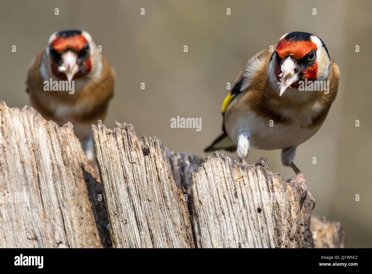 Erwachsener Goldfink (Carduelis carduelis) Stockfoto