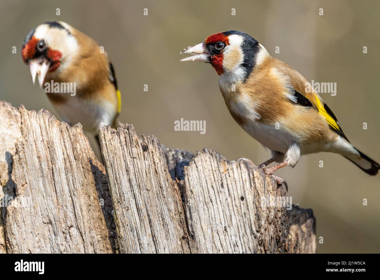 Erwachsener Goldfink (Carduelis carduelis) Stockfoto