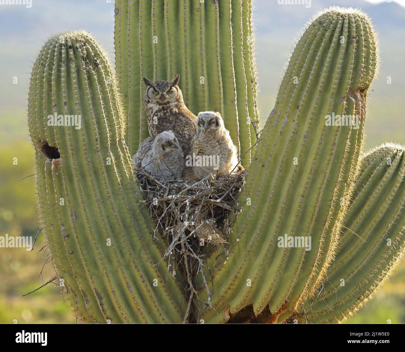 Große gehörnte Eule (Bubo virgininus) mit Küken im Nest in Saguaro Kaktus (Carnegiea gigantea) Sonoran Wüste, Arizona, USA. Stockfoto