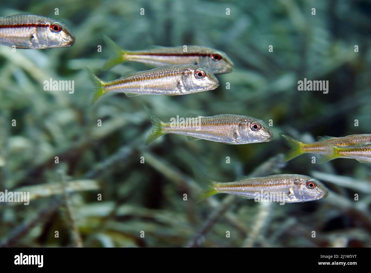 Eine Schule von gestreiften roten Meeräschen oder Meeräschen (Mullus surmuletus) schwimmt über Seegraswiesen, Agia Pelagia, Heraklion, Kreta, Griechenland Stockfoto