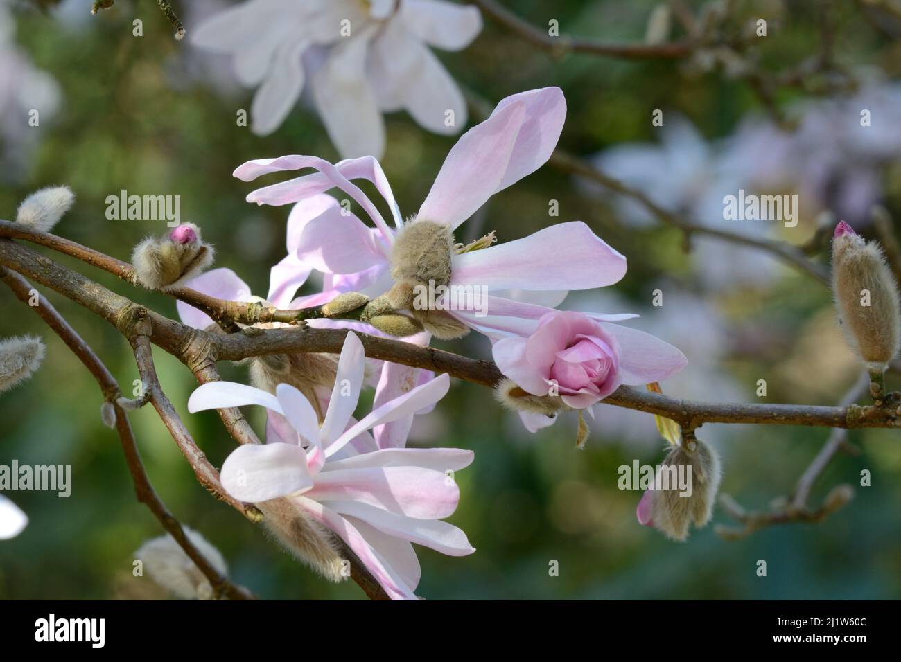 Blass rosa duftende Blüten von Magnolia x loebneri Leonard Messel Stockfoto