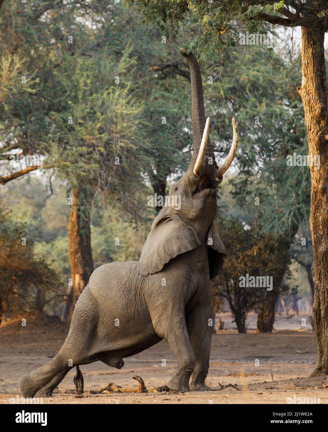 Afrikanischer Elefant (Loxodonta africana), der nach Laub greift. Mana Pools National Park, Simbabwe. Stockfoto