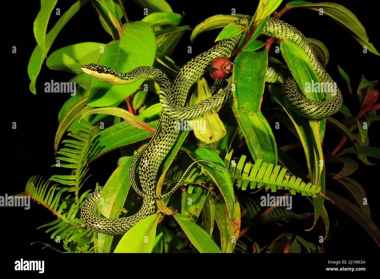 Golden Tree Snake (Chrysopelea ornata) männlich, Patong Beach, Phuket Island, Thailand. Kontrollierte Bedingungen Stockfoto