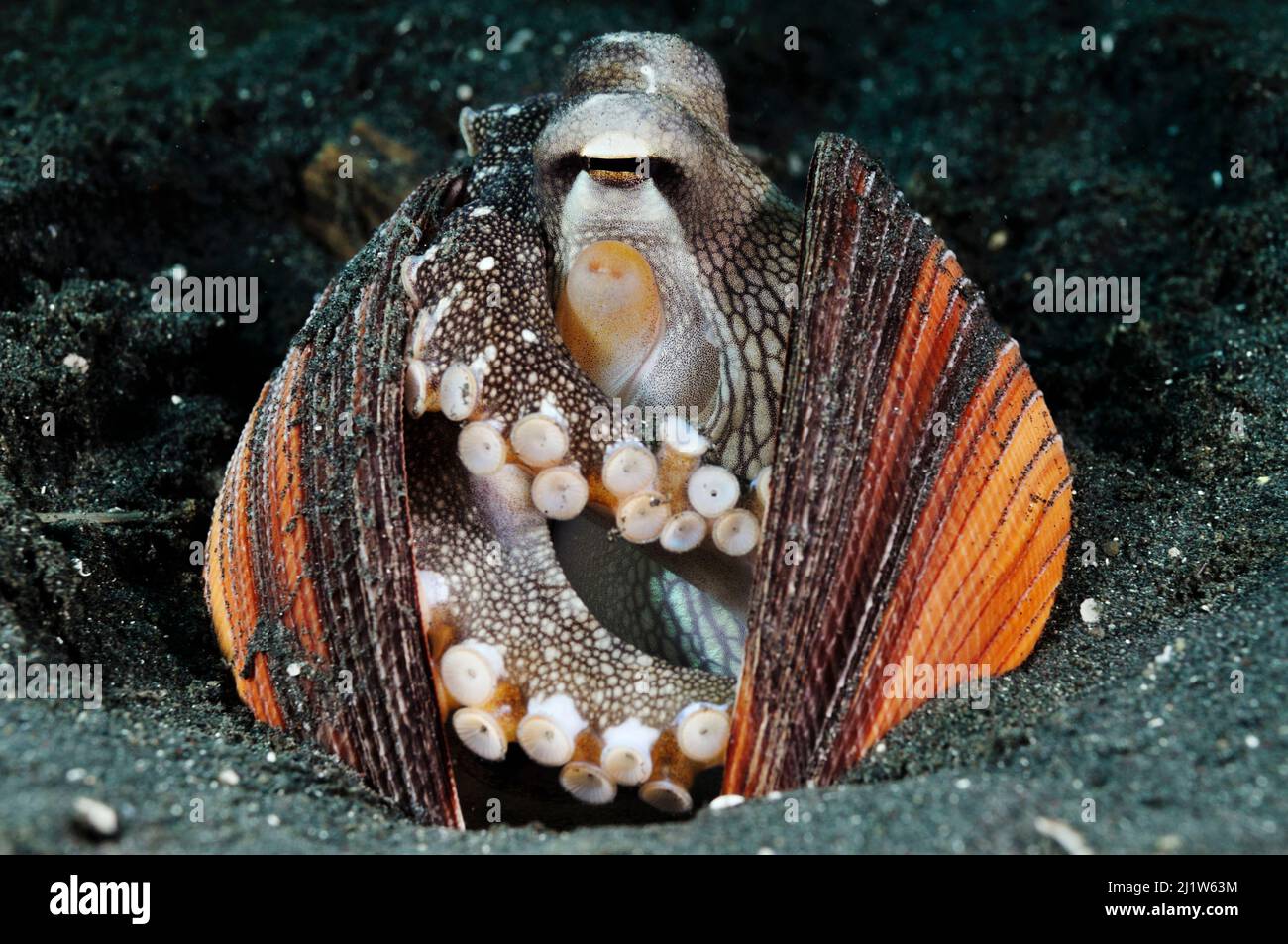 Aderohrmuschel, Kokosnussmuschel (Amphoctopus marginatus, früher Octopus marginatus), bewohnt ausrangierte Muscheln, die er sammelt Stockfoto
