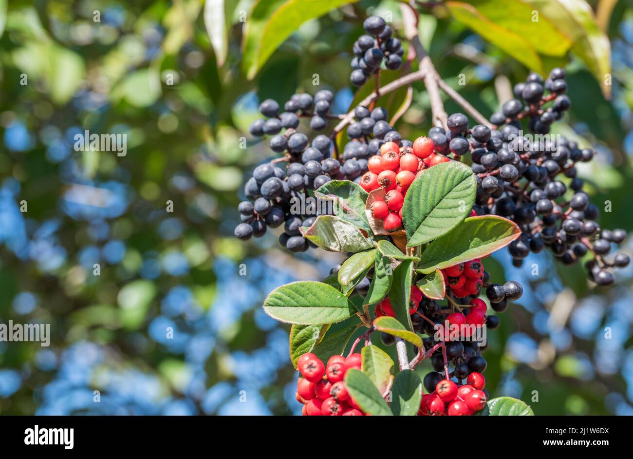 Eine Nahaufnahme des Astes von roten und schwarzen Beeren. Aronia melanocarpa. Stockfoto