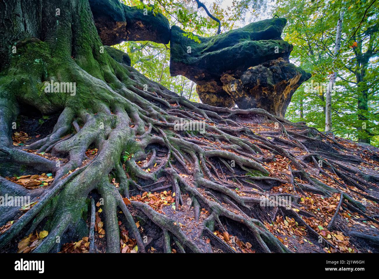 Wurzeln einer Buche und Felsformationen im Herbst im Gebiet der Affensteine im Nationalpark Sächsische Schweiz. Stockfoto