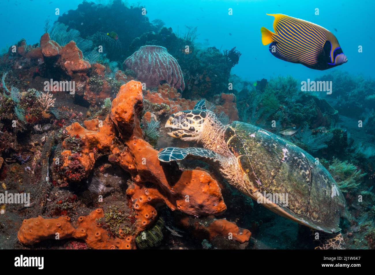 Falkenschildkröte (Erethmochelys imbricata), die sich am tropischen Riff, Tulamben, Nordküste, Bali, Indonesien ernährt. Kleinere Sunda-Inseln. Stockfoto