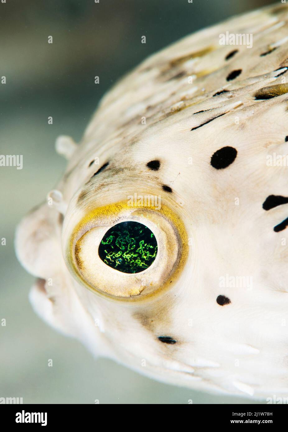 Burrfish (Chilomycterus schoepfi) aus der Nähe des Auges. Die Bahamas. Stockfoto