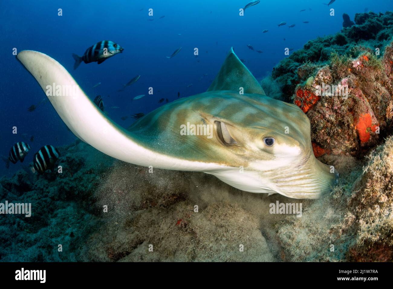 Bullray (Pteromylaeus bovinus), Teneriffa Süd, Kanarische Inseln, Atlantischer Ozean. Stockfoto
