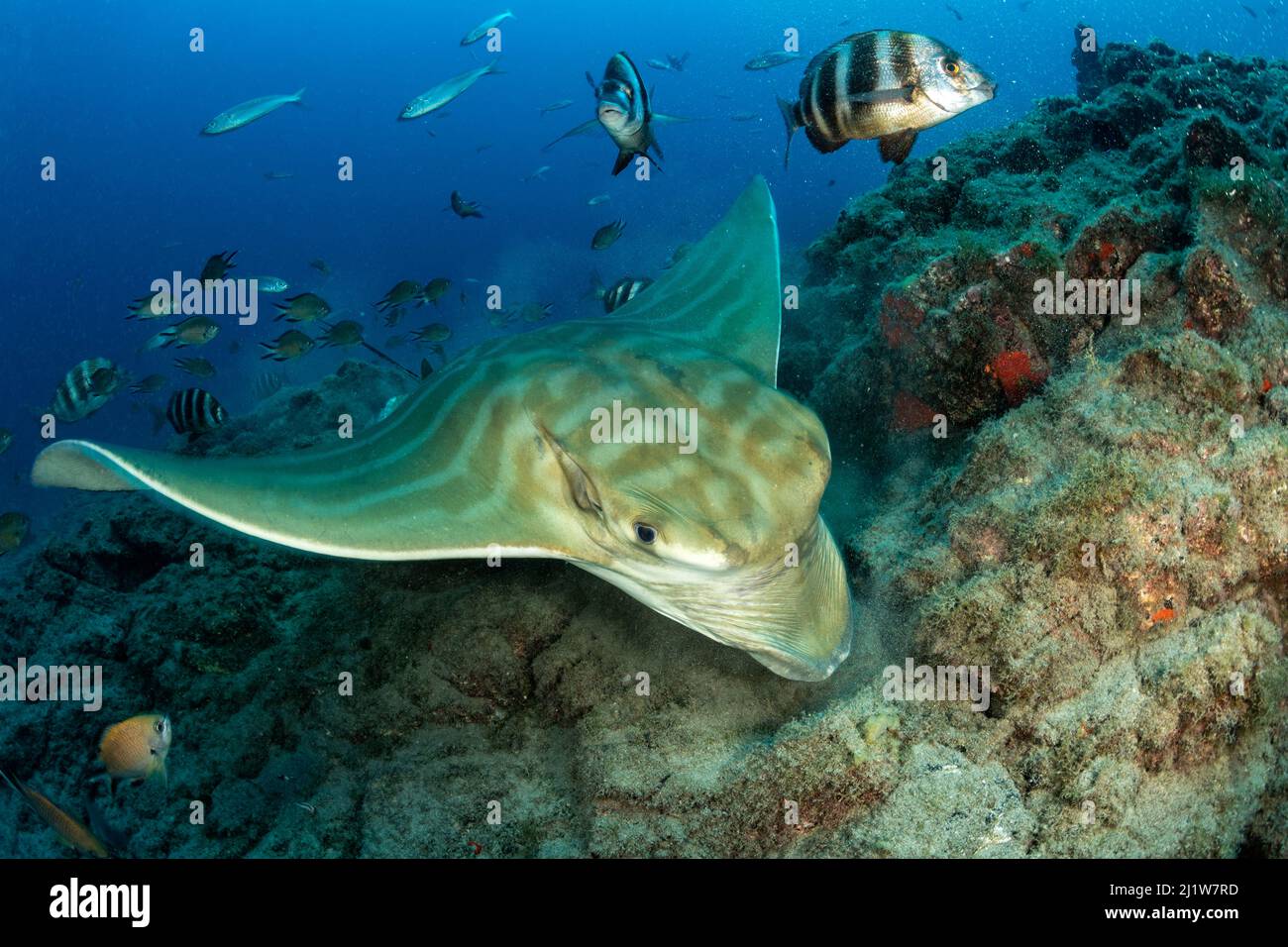 Bullray (Pteromylaeus bovinus), Teneriffa Süd, Kanarische Inseln, Atlantischer Ozean. Stockfoto
