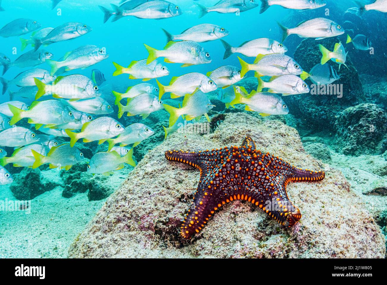 Panamic Cushion Sea Star (Pentaceraster cumingi) und eine Schule des Gelbschwanzgrunts (Anisotremus interruptus), Galapagos Island, Ecuador. Dezember. Stockfoto