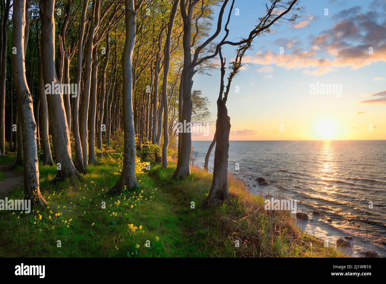 Europäische Buche (Fagus sylvatica), Ostsee, Maerchenwald, Wittow, Rügen, Deutschland Stockfoto