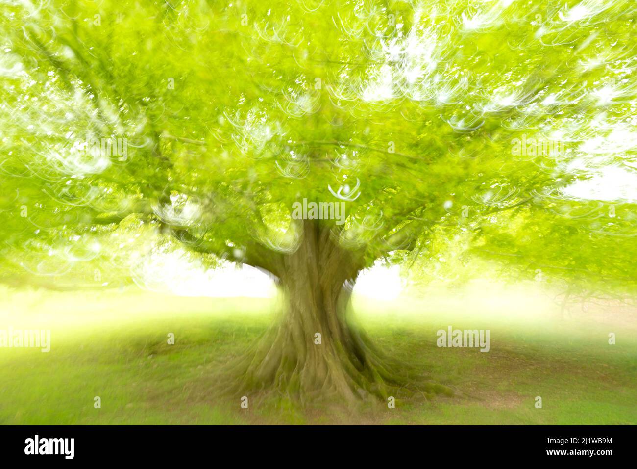 Buche (Fagus sylvatica), fotografiert mit ICM (Intentional Camera Motion), Broxwater, Cornwall, Großbritannien. April . Stockfoto