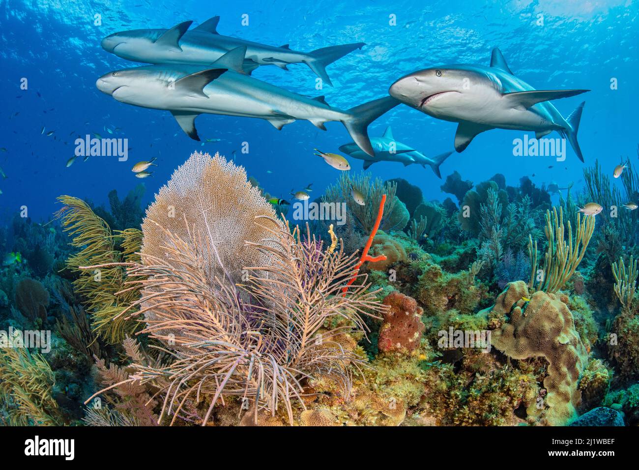 Ein Schauer karibischer Riffhaie (Carcharhinus perezi) schwimmt über einem Korallenriff mit Common Sea Fans (Gorgonia ventalina) und Seefahnen (Pseudopterogo) Stockfoto