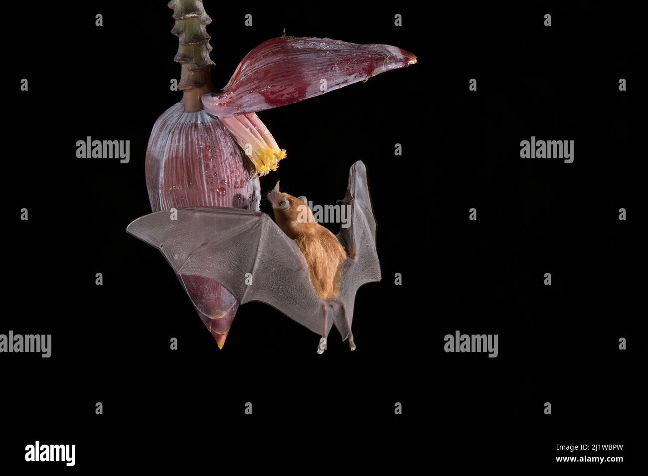 Orange Nectar bat (Lonchophylla robusta) füttert Bananenblüte, Tieflandregenwald, Costa Rica. November. Stockfoto