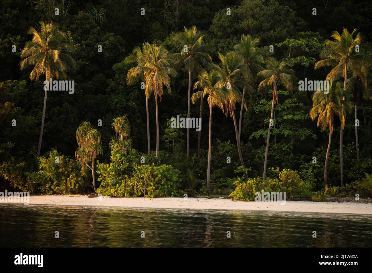 Blick auf den Küstenstrand mit Palmen in Raja Ampat, West Papua, Indonesien. Pazifischer Ozean. Stockfoto