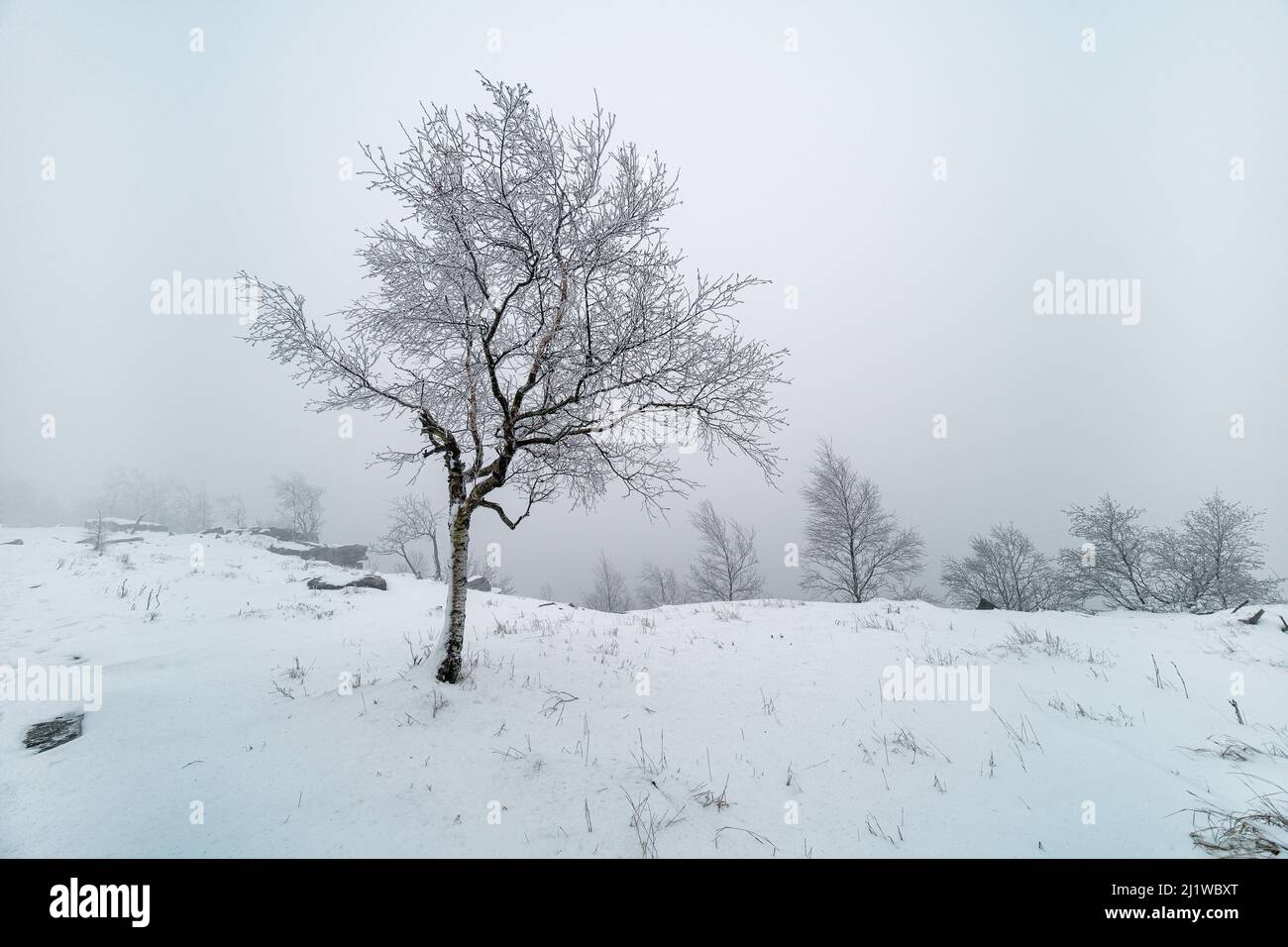 Schneebedeckte Landschaft mit Bäumen im Nationalpark Sächsische Schweiz im Winter. Stockfoto